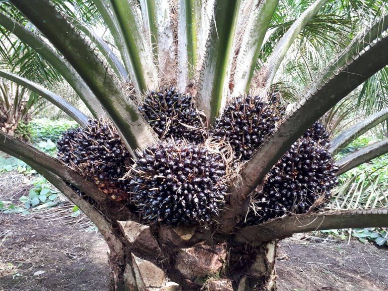 syarat-tumbuh-kelapa-sawit