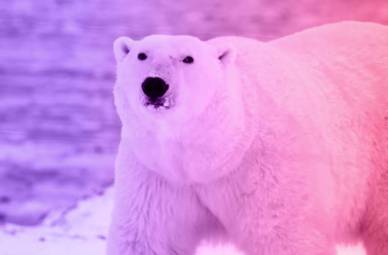 polar-bear